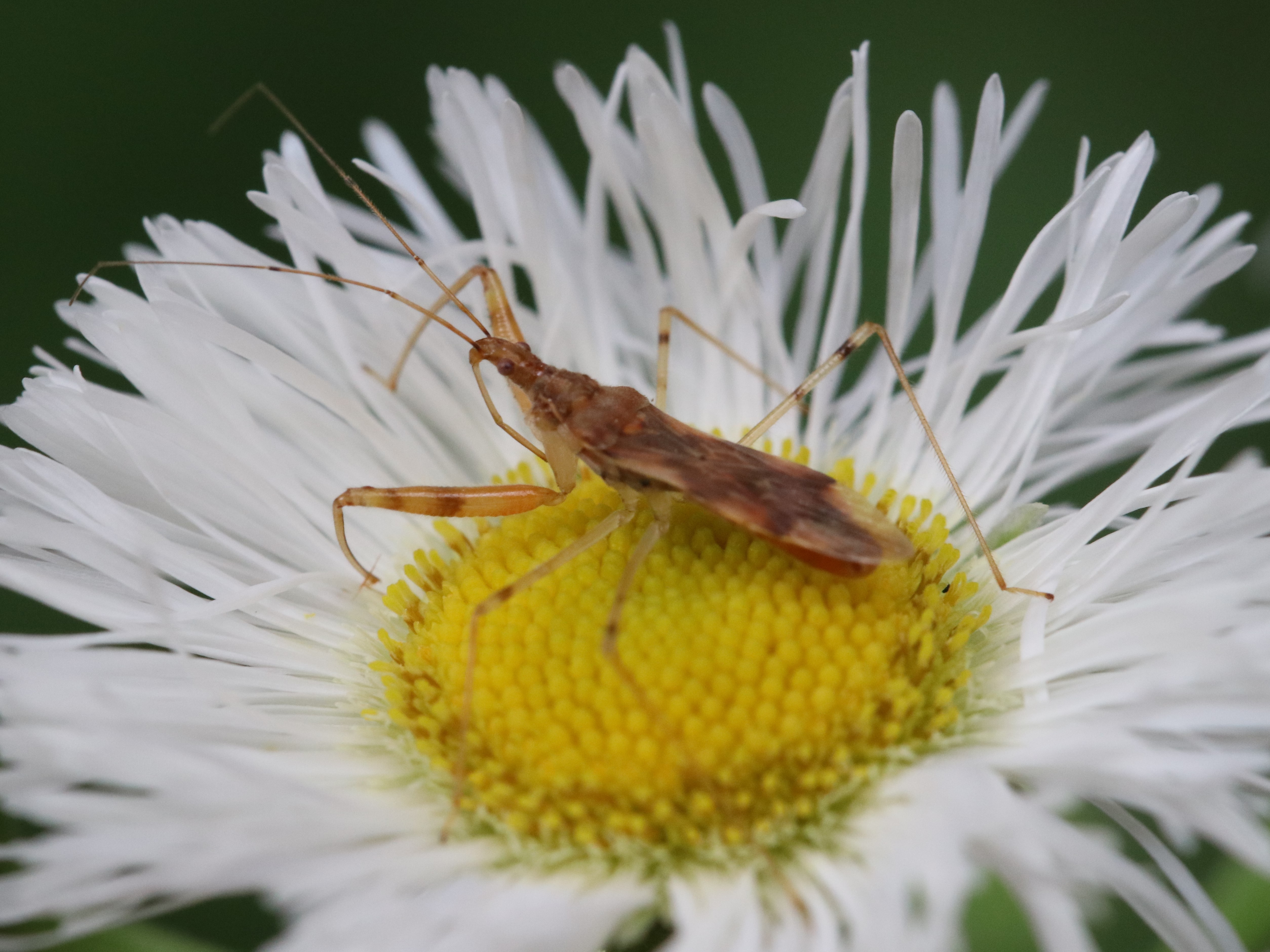 花上のアカマキバサシガメ